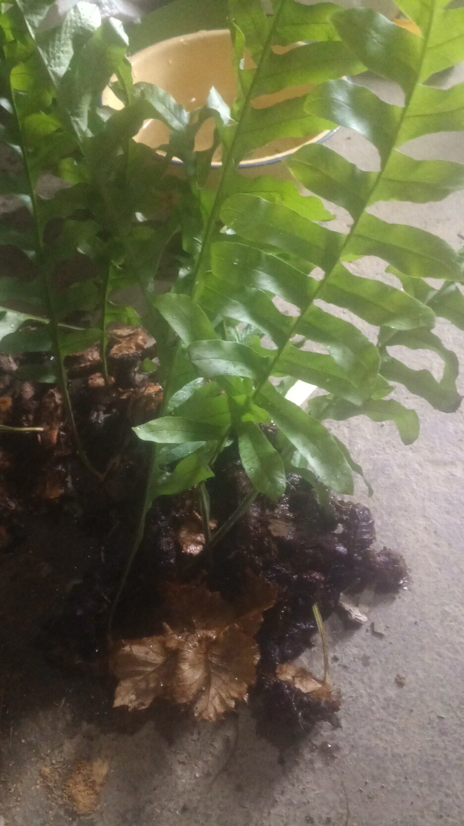 带苗发货中药材 天然骨碎补毛姜爬岩姜猴姜 脱发斑秃续接筋骨包邮