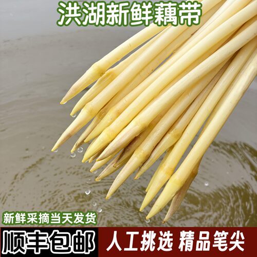 洪湖藕带现采现发无添加