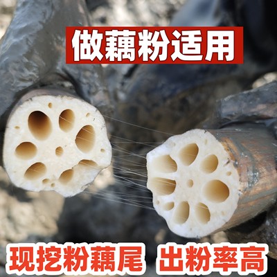 新鲜现挖粉藕尾出粉率高
