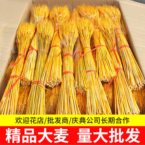 大麦干花开业麦穗装饰摆件barley