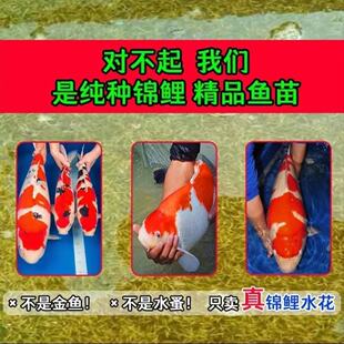 日本锦鲤纯正血统锦鲤水花鱼苗红白三色丹顶观赏鱼小鱼苗幼苗