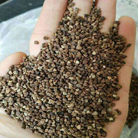 精选新绞股蓝种子优质种子正品新货药材种子