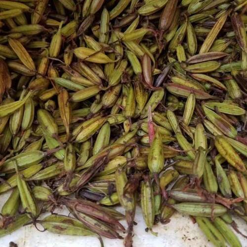 冰球子种子 独叶白芨果夹慈菇泥冰子白芨果夹种籽