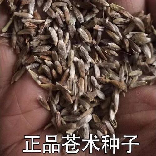 中药材苍术种子正宗纯新带红砂点北苍术籽包发芽指导种植四季播种