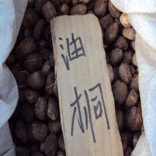 油桐油桐种子油桐树桐油树桐子树光桐种子量大包邮
