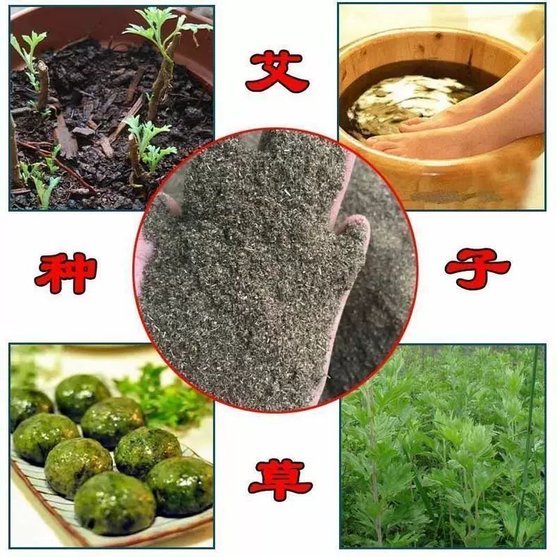 艾草种子种植食用艾草种籽野生艾草种籽大叶艾蒿青蒿四季驱蚊