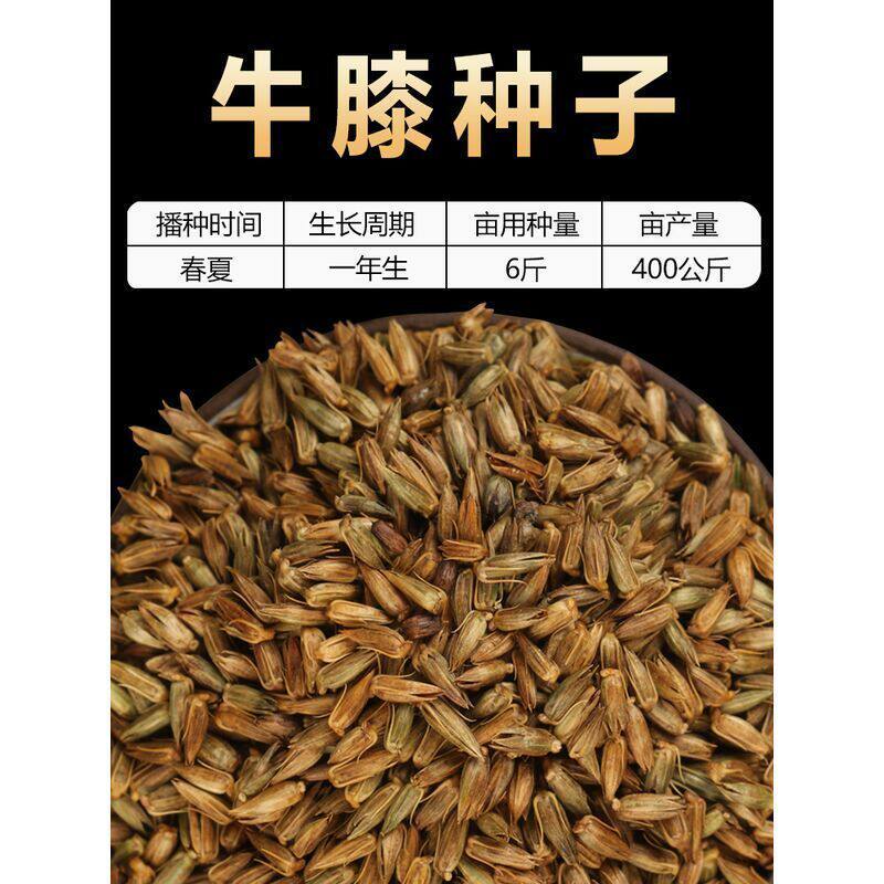 散装牛膝种子牛夕籽春夏季种植周期短药材还有红花荆芥鸡冠花种孑