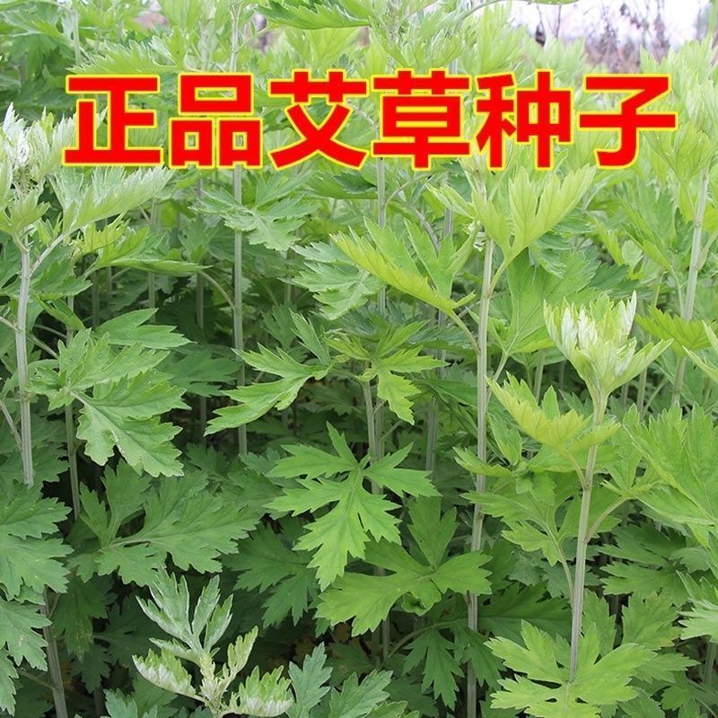大叶艾草种子 食用草艾绒香艾草 四季种野艾草艾蒿艾叶种子
