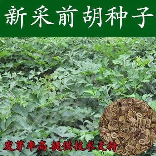 采摘白花种子野生前胡籽发芽率高宁国种子中药材正宗前胡种子
