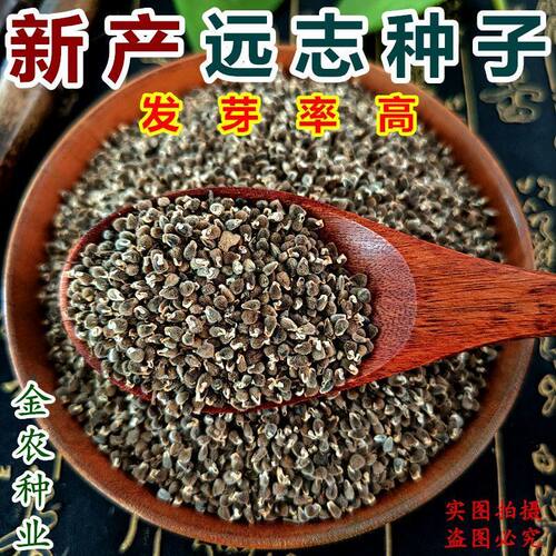 远志种子头年新产材种苗远志种籽材种子种植远志种子