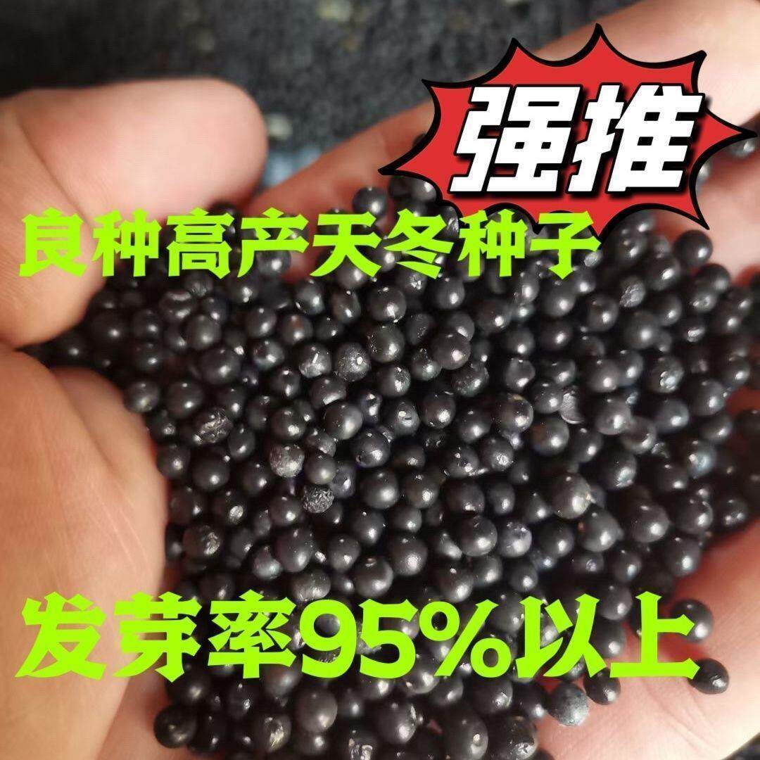 天冬种子净籽良种大天冬种子净籽天冬种子干种子