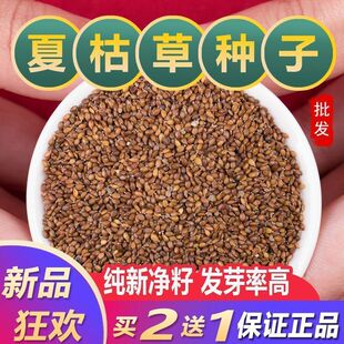 散装夏枯草种子中药材白毛夏枯草种籽子四季种植另有野生黄芩苗孑