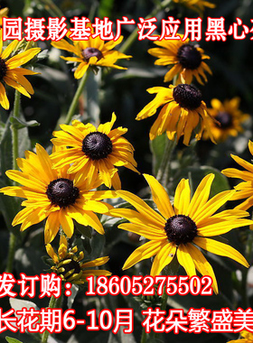 黑心菊种子景观工程园林绿化耐旱热春夏播花种子花期长黑心金光菊