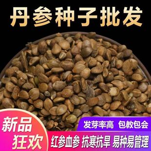 四季种植丹参苗新丹参种子材益母草丹参红花种籽苗红血参种孑