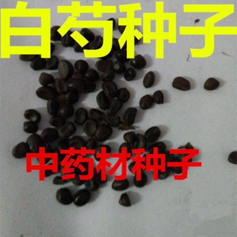 新白芍种子 白芍籽 白芍药种子赤芍种子 中药材籽散称试种