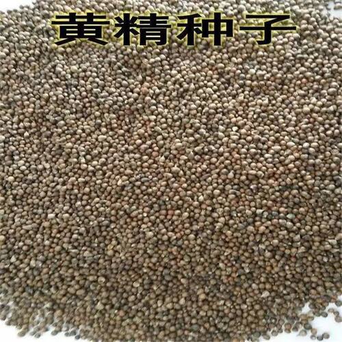 药材正宗黄精种子鸡头黄精 老虎姜 鸡爪参 爪子参 黄鸡菜种子