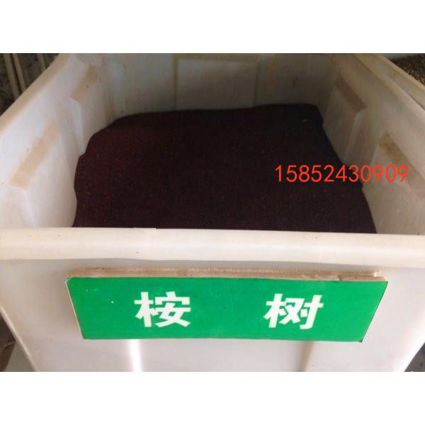 桉树种子 白柴油树 莽树 有加利 大叶桉树种子 小叶桉树种子包邮