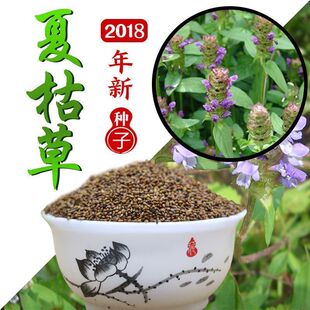散装夏枯草种子中药材白毛夏枯草种籽子四季种植另有野生黄芩苗孑