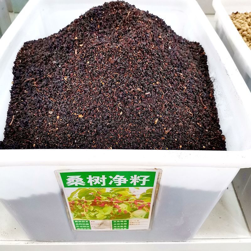 桑树种子大叶强农桑蚕桑子养蚕桑饲料桑桂桑 四季种植野生桑葚子