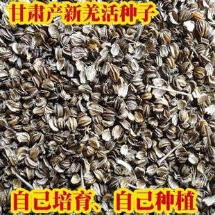 羌活种子苗多年生野生细叶宽叶羌活苗黑药多年生药材种籽