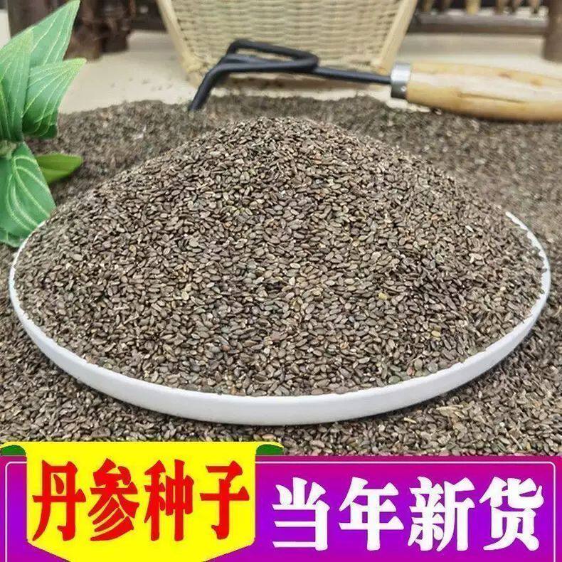 中药材种子丹参种子当年纯新丹参籽血参红丹参紫丹参种籽包邮