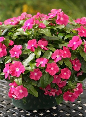 散装长春花种子 日日新花期超长的花卉三万花籽耐热耐寒四季开花