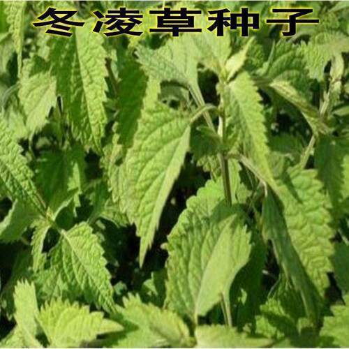 优质中药材种子 冬凌草 冰凌草 破雪丹种子新采种子