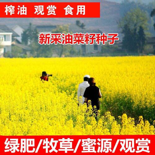油菜籽观赏油菜花种子 油菜种子高产榨油油菜籽北方耐寒牧草种子
