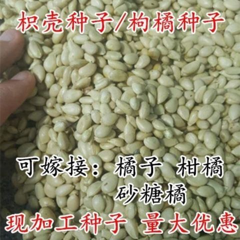 枳壳种子枸橘种子-大量枸枳实种子铁篱寨种子-嫁接柑橘包邮