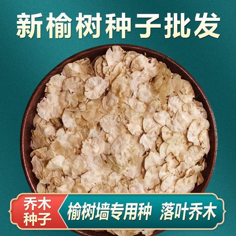 榆树种籽榆树墙种子榆树的种子东北白榆树种子榆树钱金叶榆钱种子