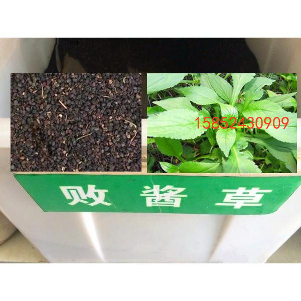 黄花败酱草种子 苦益菜 苣荬菜苦菜子苦菜 苦麻菜种子包邮