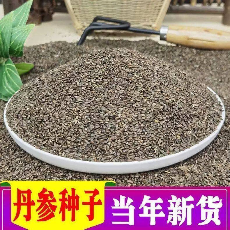 中药材种子丹参种子当年纯新丹参籽血参红丹参紫丹参种籽包邮
