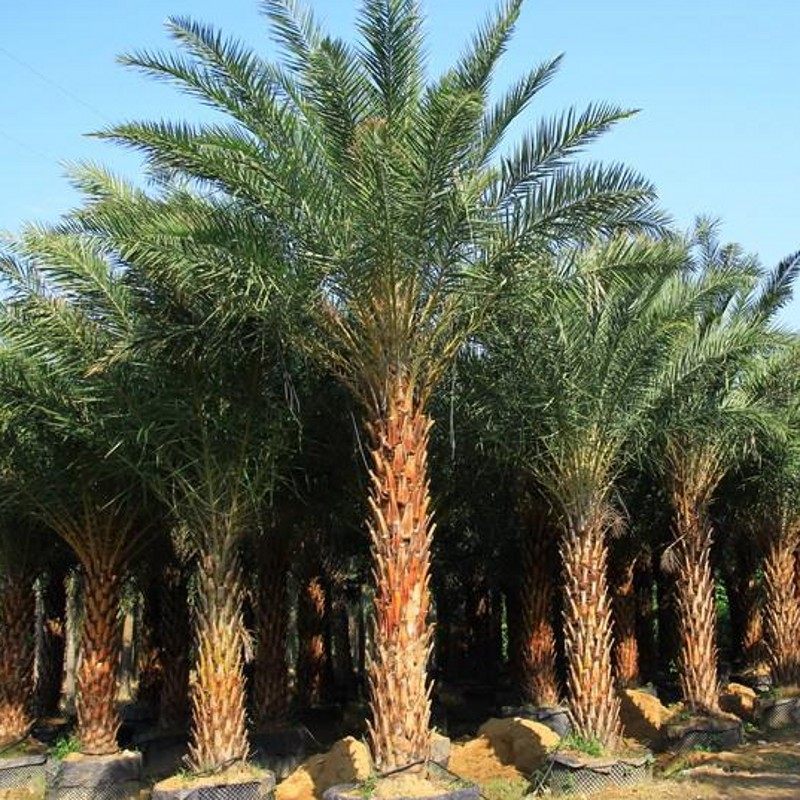 加拿利海枣种子 长叶刺葵槟榔竹加拿利刺葵 银海枣 中东海枣种子