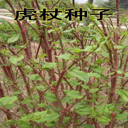 中药材种子 虎杖净种子 野生虎杖种子 大接骨 熊黄连种子包邮