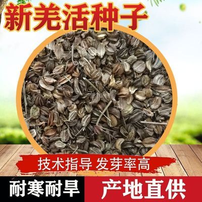 羌活种子苗多年生野生细叶宽叶羌活苗黑药多年生药材种籽