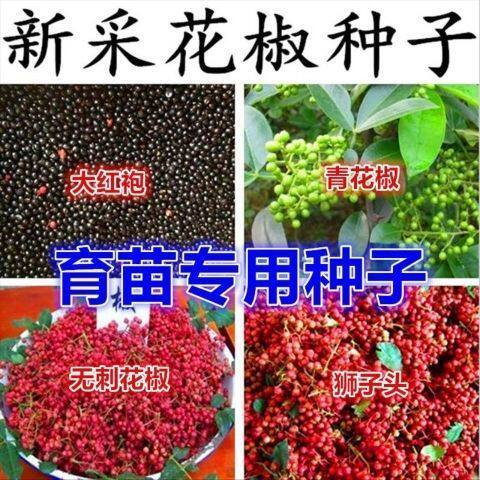 (新采)无刺花椒种子 泡脚 育苗专用花椒籽大红袍狮子头花椒种子
