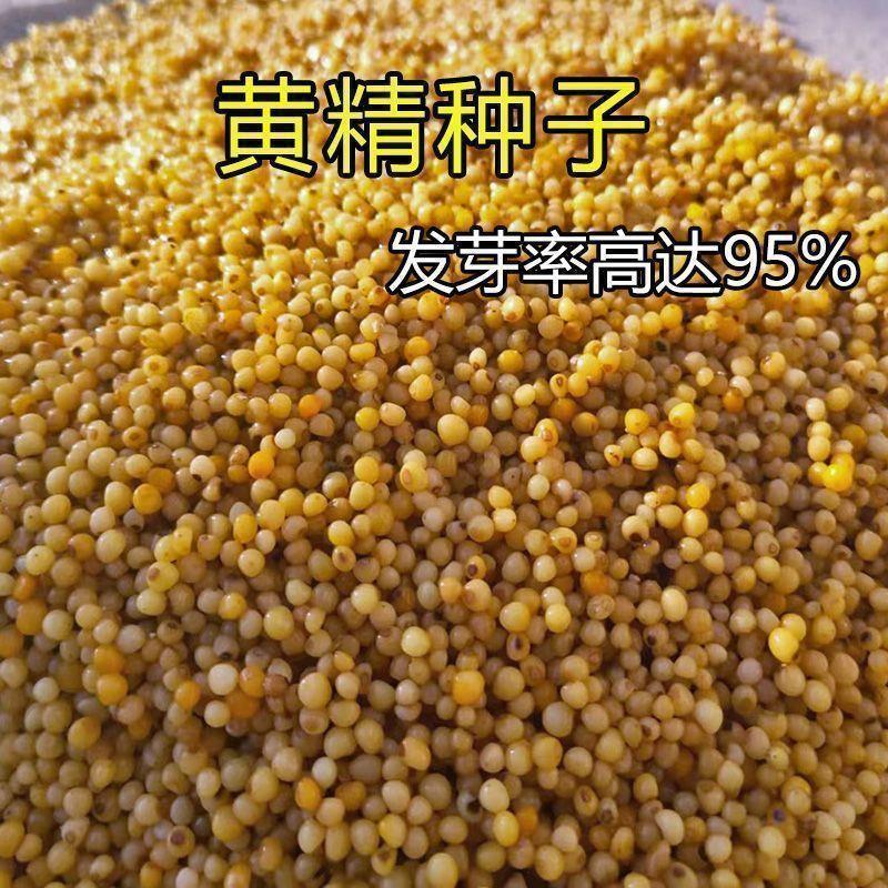 新鲜正宗黄精种子 鸡头黄精 老虎姜多花滇黄精中药材农业种植图片