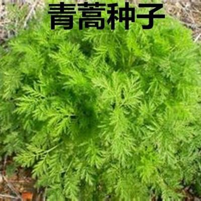 新采青蒿种子 野生青蒿种子 草蒿种子 香蒿种子 苦蒿种子药材包邮