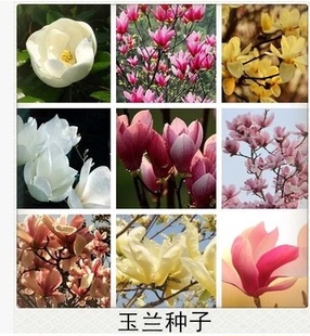 玉兰种子 籽 白玉兰 黄玉兰 广玉兰 红玉兰 紫玉兰 新玉兰树种子