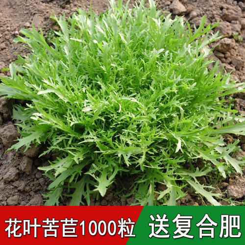 蔬菜种籽四季可播阳台大棚都可以播种苦苣种子包邮发货苦细叶生菜