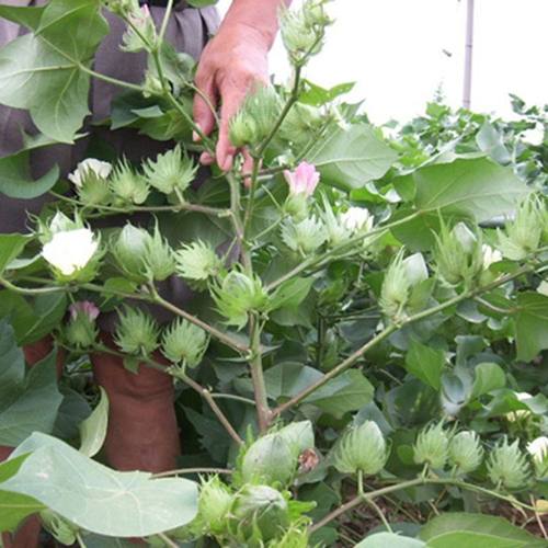 棉花种子 高产散装抗虫农用 棉花种籽 药用棉花籽包邮