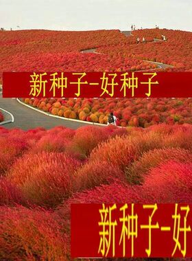 地肤种子500克包邮_盆栽扫帚苗草籽-景观红叶地肤子_彩包地肤100