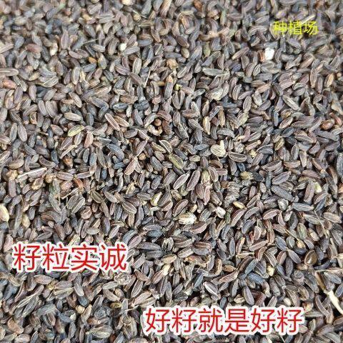 柴胡种子北柴胡种子黄柴胡种子两年多年生柴胡籽中药材黑柴胡种子