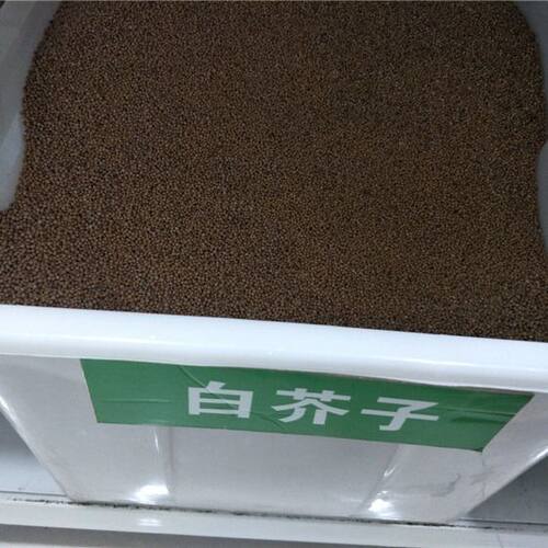 中药材白芥子种子 籽白芥末籽白芥子粉芥菜子种子白芥末粉500克