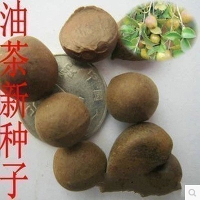林木种子油茶种子红花油茶白花油茶种子红果油茶树木子苞包邮