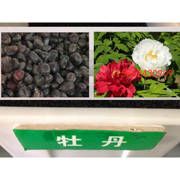 牡丹花种子凤丹紫斑牡丹种子 菏泽牡丹籽 油用牡丹种子油用籽包邮
