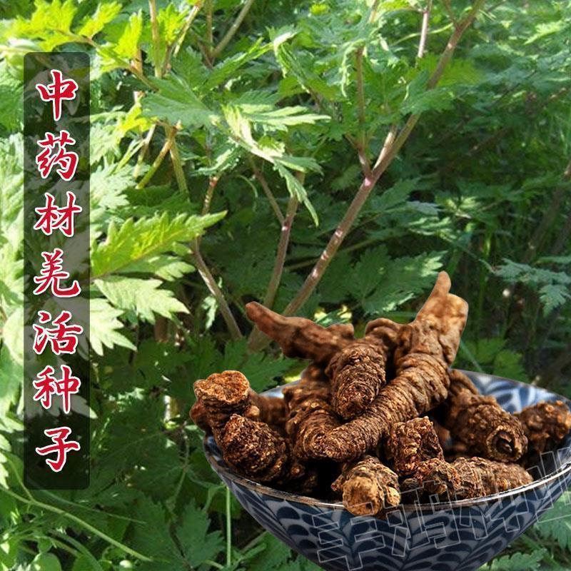 全新羌活种子羌青蚕羌川羌竹节羌黑药多年生耐寒中药材种子