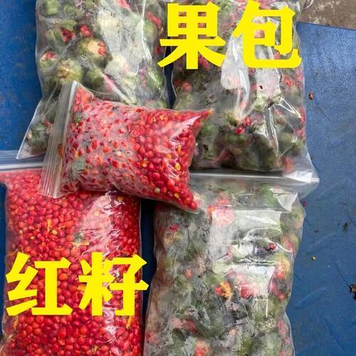 药材种子种苗 七叶一枝花 独角莲 华重楼种籽 滇重楼种子 250g