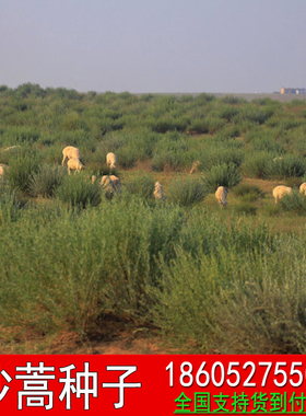 优质野生沙蒿籽沙蒿子沙蒿种子固沙牧草种植食用生态水保植物种子