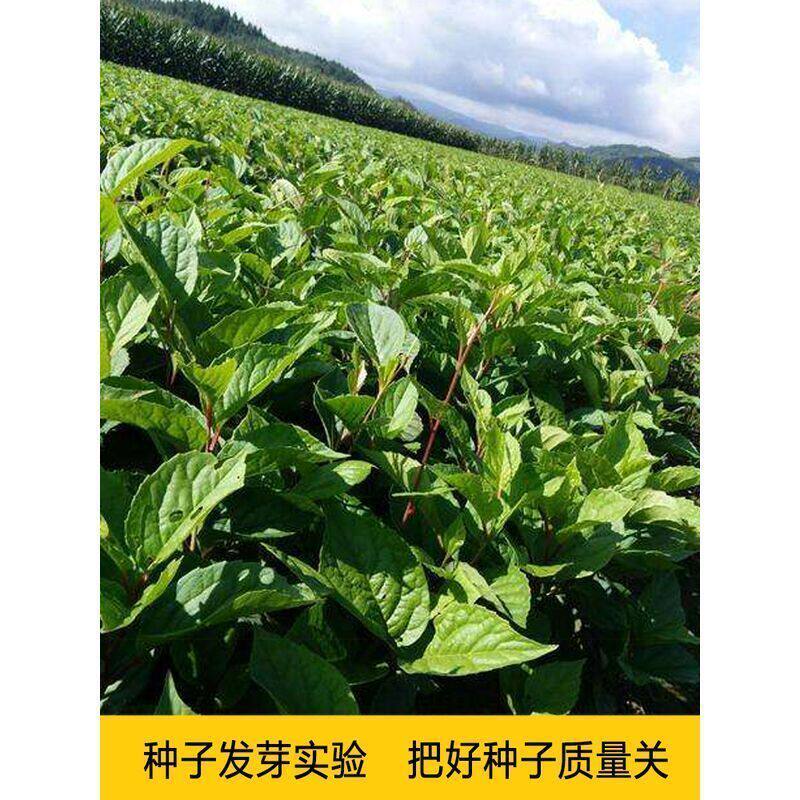 散装五味子种子中药材北五味子树苗种籽北方种植药用价值高送资料图片